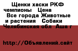 Щенки хаски РКФ чемпионы › Цена ­ 90 000 - Все города Животные и растения » Собаки   . Челябинская обл.,Аша г.